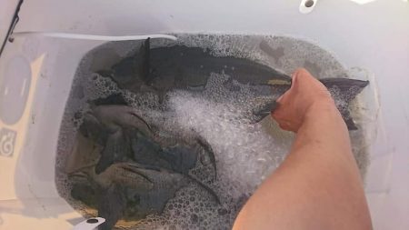 しば渡船 釣果