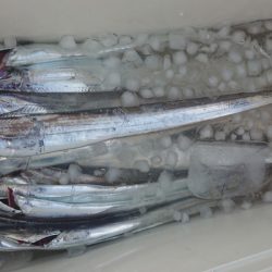 シースナイパー海龍 釣果