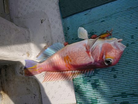 鷹王丸 釣果