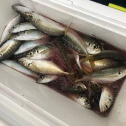 ヤザワ渡船 釣果