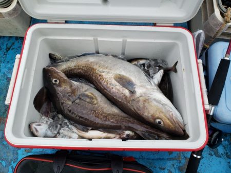 さち丸 釣果