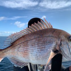 エヌスタイル 釣果