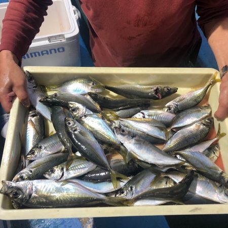 ヤザワ渡船 釣果