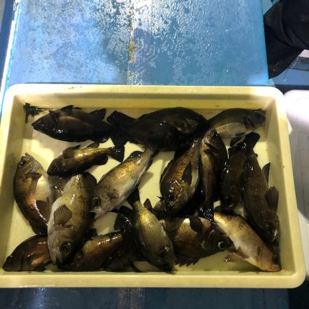 ヤザワ渡船 釣果