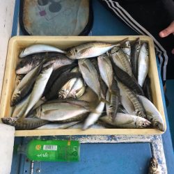 ヤザワ渡船 釣果