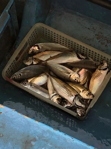 ヤザワ渡船 釣果