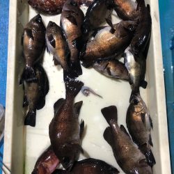 ヤザワ渡船 釣果