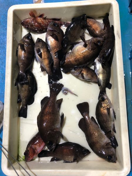 ヤザワ渡船 釣果