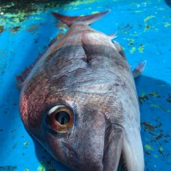 太平丸 釣果