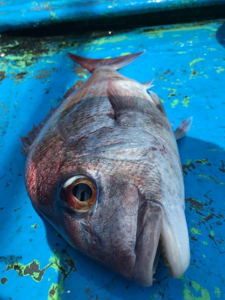 太平丸 釣果