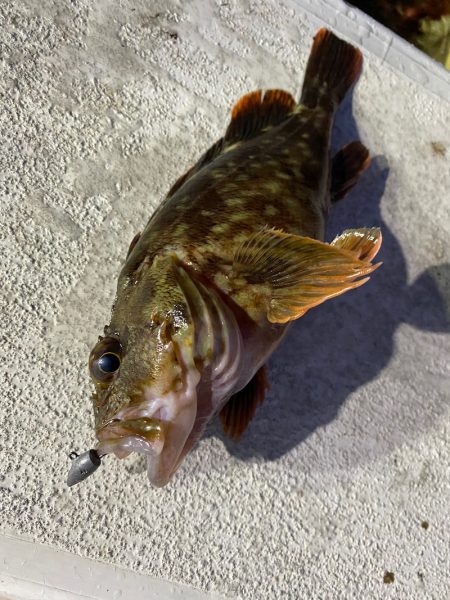 釣人家 釣果