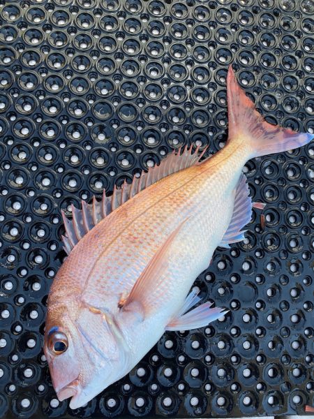 釣人家 釣果