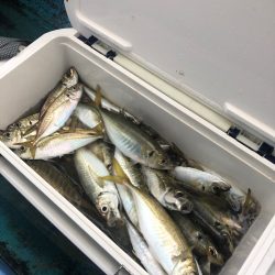 ヤザワ渡船 釣果