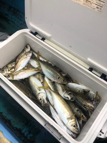 ヤザワ渡船 釣果