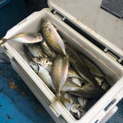 ヤザワ渡船 釣果