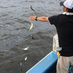 ヤザワ渡船 釣果