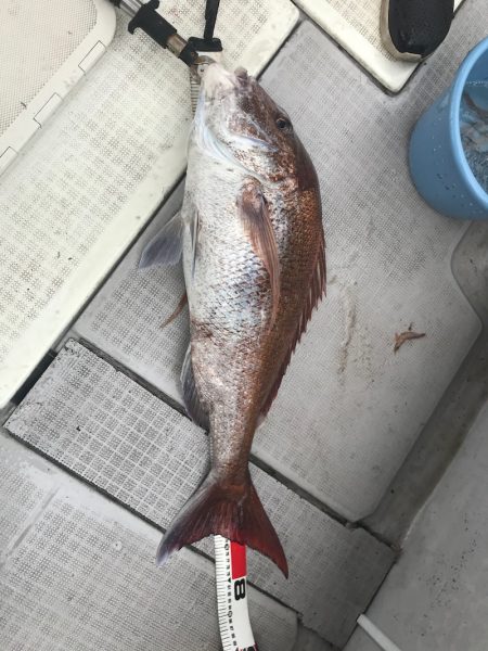 遊漁船メテオ 釣果