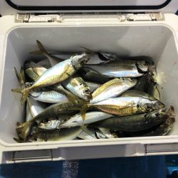 ヤザワ渡船 釣果