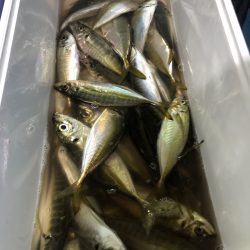 ヤザワ渡船 釣果