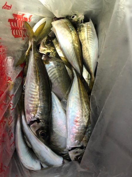 ヤザワ渡船 釣果