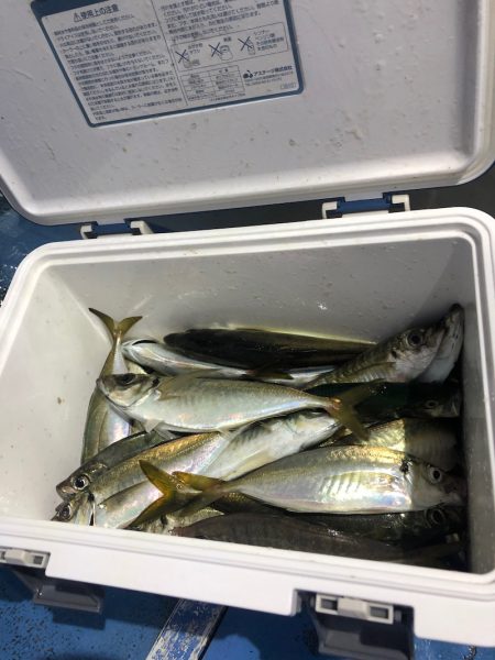 ヤザワ渡船 釣果