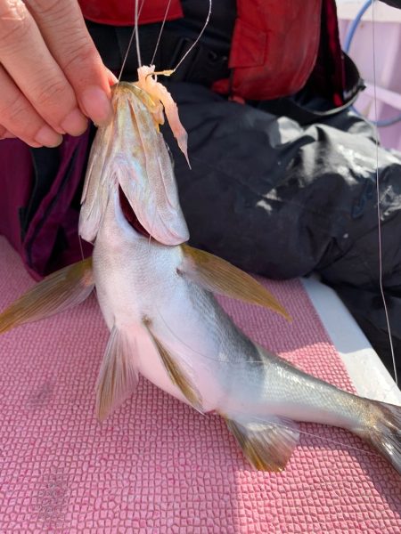 晃山丸 釣果