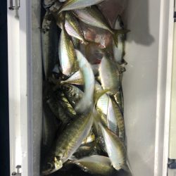 ヤザワ渡船 釣果