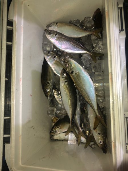 ヤザワ渡船 釣果