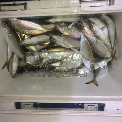 ヤザワ渡船 釣果