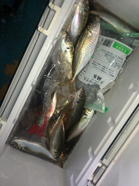 ヤザワ渡船 釣果