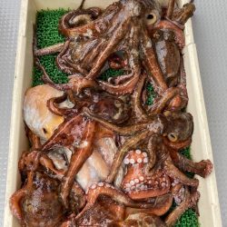 釣人家 釣果