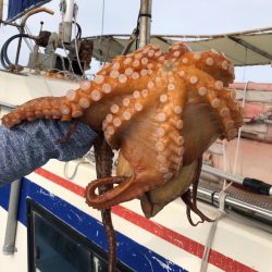 ヤザワ渡船 釣果