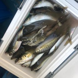 ヤザワ渡船 釣果