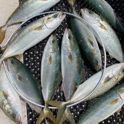 釣人家 釣果