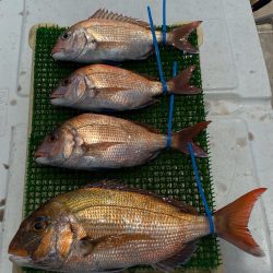 釣人家 釣果