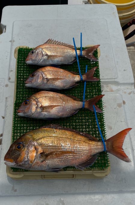 釣人家 釣果