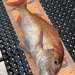 釣人家 釣果