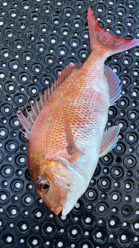 釣人家 釣果