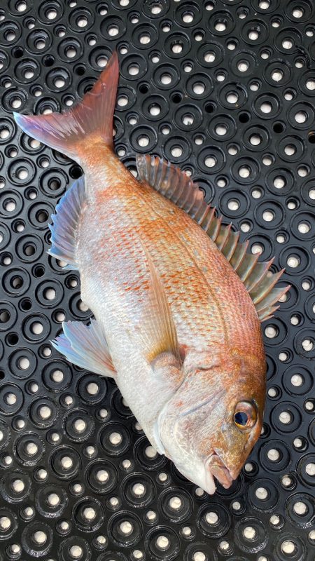 釣人家 釣果