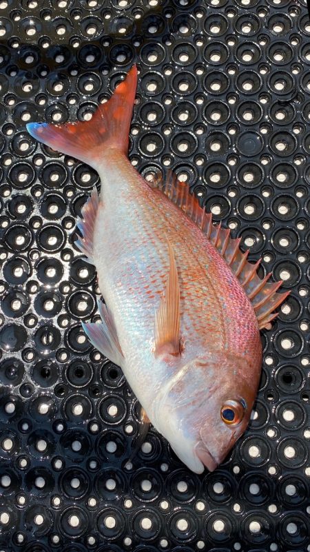 釣人家 釣果