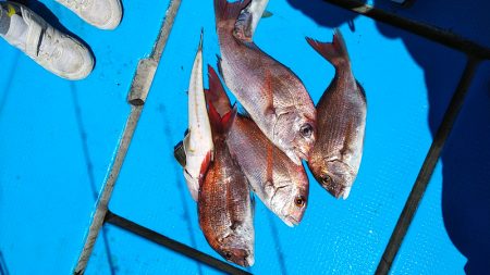 フィッシングガイド りょう 釣果