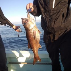 ひな丸 釣果