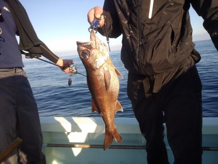 ひな丸 釣果