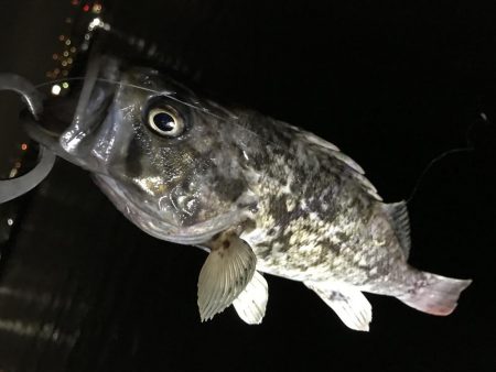 珍しい魚が 大阪府 淀川河口 ロックフィッシュ ルアー ソイ 陸っぱり 釣り 魚釣り 釣果情報サイト カンパリ