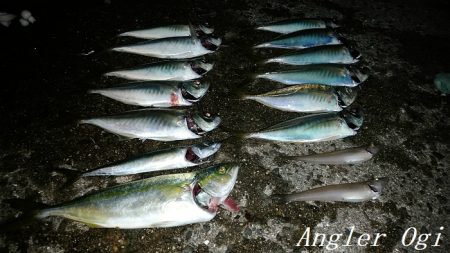 サビキで良型アジ2桁 淡路島 佐野 塩尾 サビキ ツバス ワカシ 陸っぱり 釣り 魚釣り 釣果情報サイト カンパリ