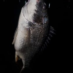 芦屋周辺チヌテスト釣行