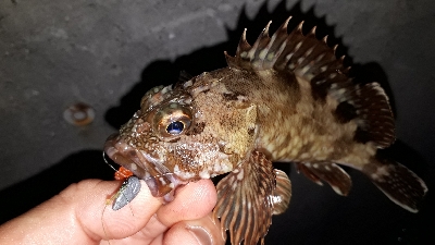 アジもとうとう、厳しく・・・なったのか