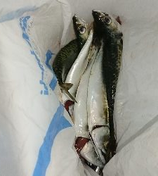 サビキで釣れるサイズのサバばかり