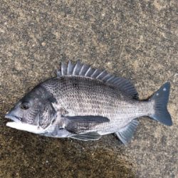 雨の中チヌ釣り