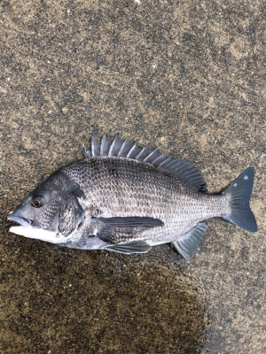 雨の中チヌ釣り